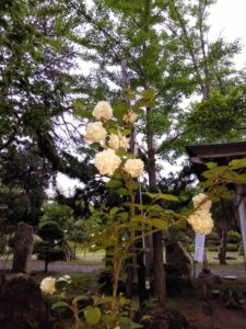 西の高野山 弘法寺－春・夏