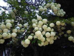 西の高野山 弘法寺－春・夏