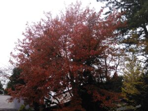 西の高野山 弘法寺－秋