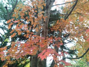 西の高野山 弘法寺－秋