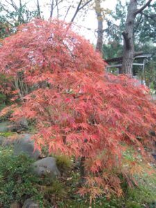 西の高野山 弘法寺－秋