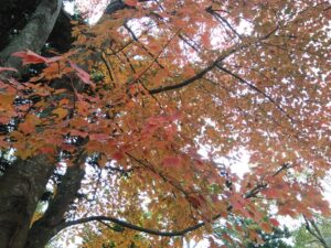 西の高野山 弘法寺－秋