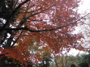 西の高野山 弘法寺－秋