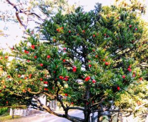 西の高野山 弘法寺－秋